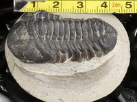 Genuine Fossilized Trilobite