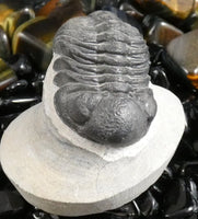 Genuine Fossilized Trilobite