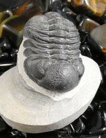 Genuine Fossilized Trilobite