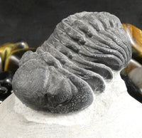 Genuine Fossilized Trilobite