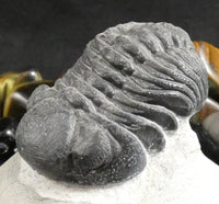 Genuine Fossilized Trilobite