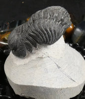 Genuine Fossilized Trilobite