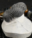 Genuine Fossilized Trilobite
