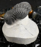 Genuine Fossilized Trilobite