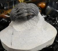 Genuine Fossilized Trilobite