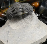 Genuine Fossilized Trilobite