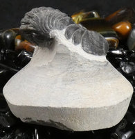 Genuine Fossilized Trilobite