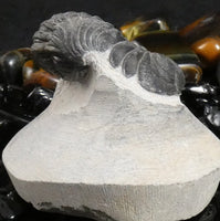 Genuine Fossilized Trilobite
