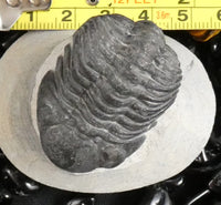 Genuine Fossilized Trilobite