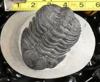 Genuine Fossilized Trilobite