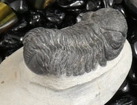 Genuine Fossilized Trilobite