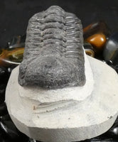 Genuine Fossilized Trilobite