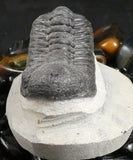 Genuine Fossilized Trilobite