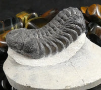 Genuine Fossilized Trilobite