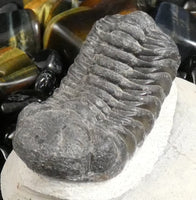 Genuine Fossilized Trilobite
