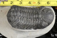 Genuine Fossilized Trilobite