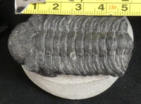 Genuine Fossilized Trilobite