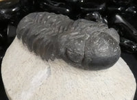 Genuine Fossilized Trilobite