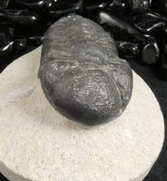 Genuine Fossilized Trilobite