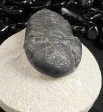 Genuine Fossilized Trilobite
