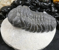 Genuine Fossilized Trilobite