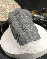 Genuine Fossilized Trilobite