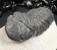 Genuine Fossilized Trilobite