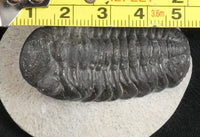 Genuine Fossilized Trilobite