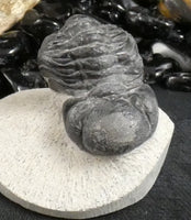 Genuine Fossilized Trilobite