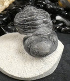Genuine Fossilized Trilobite