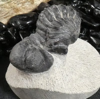 Genuine Fossilized Trilobite