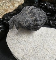 Genuine Fossilized Trilobite