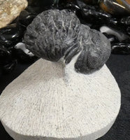 Genuine Fossilized Trilobite