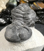 Genuine Fossilized Trilobite