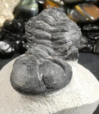Genuine Fossilized Trilobite