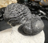 Genuine Fossilized Trilobite