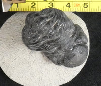 Genuine Fossilized Trilobite