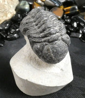 Genuine Fossilized Trilobite