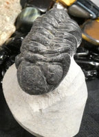 Genuine Fossilized Trilobite
