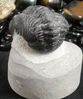 Genuine Fossilized Trilobite