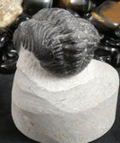 Genuine Fossilized Trilobite