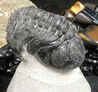 Genuine Fossilized Trilobite