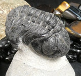 Genuine Fossilized Trilobite