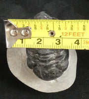 Genuine Fossilized Trilobite