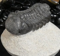 Genuine Fossilized Trilobite