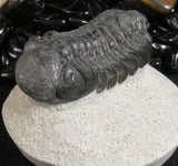 Genuine Fossilized Trilobite
