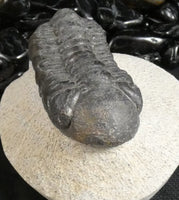 Genuine Fossilized Trilobite