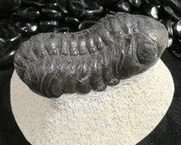 Genuine Fossilized Trilobite