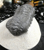 Genuine Fossilized Trilobite