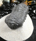 Genuine Fossilized Trilobite